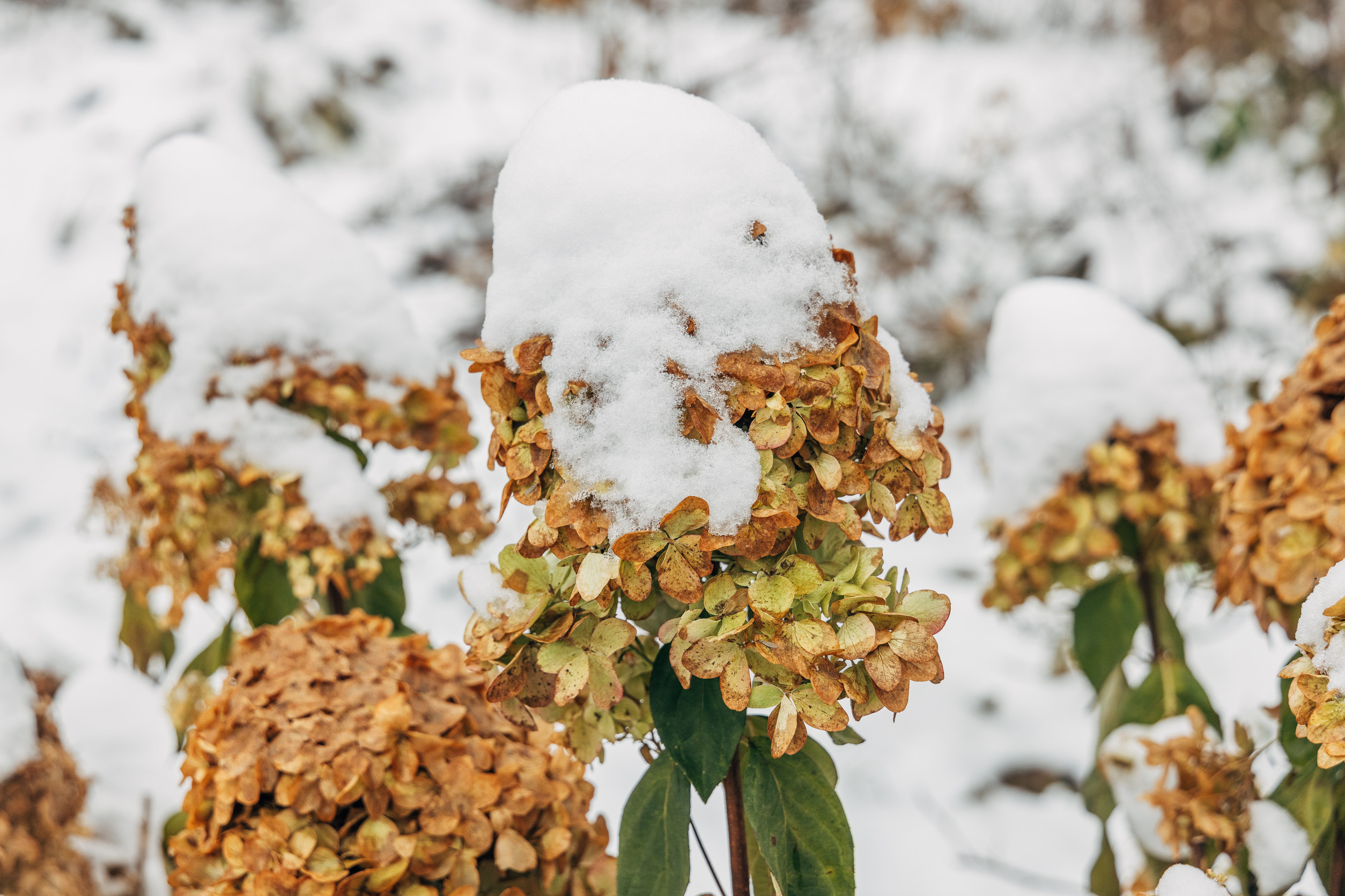 Jak se starat o hortenzie v zimě, aby příští léto krásně kvetly