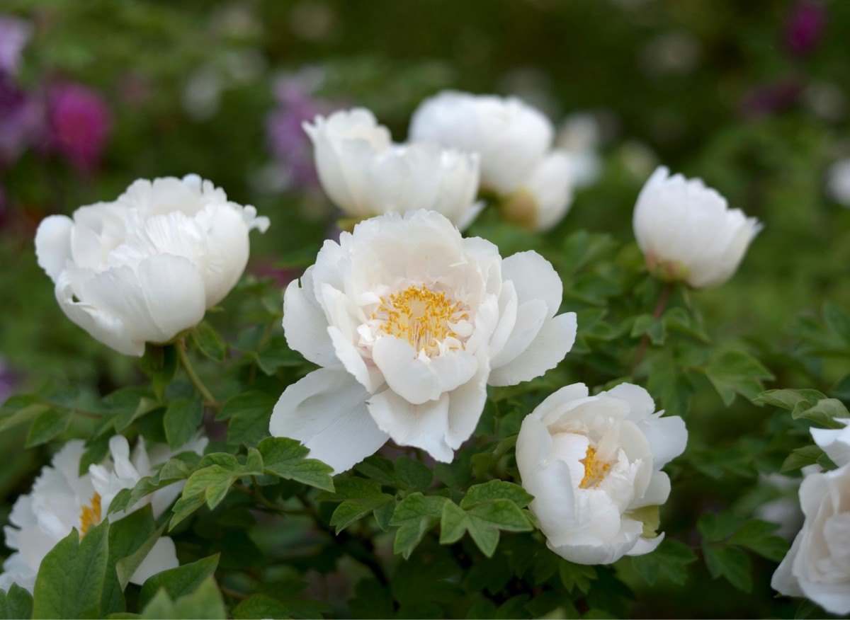 Do zahrady můžete vysadit mrazuvzdorné trvalky. Ty přežijí i tuhé mrazivé zimy.