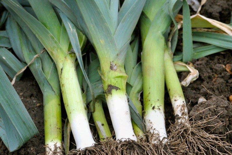 Zahradníky ověřené způsoby pěstování pórku v zimě. V zemi a v interiéru.