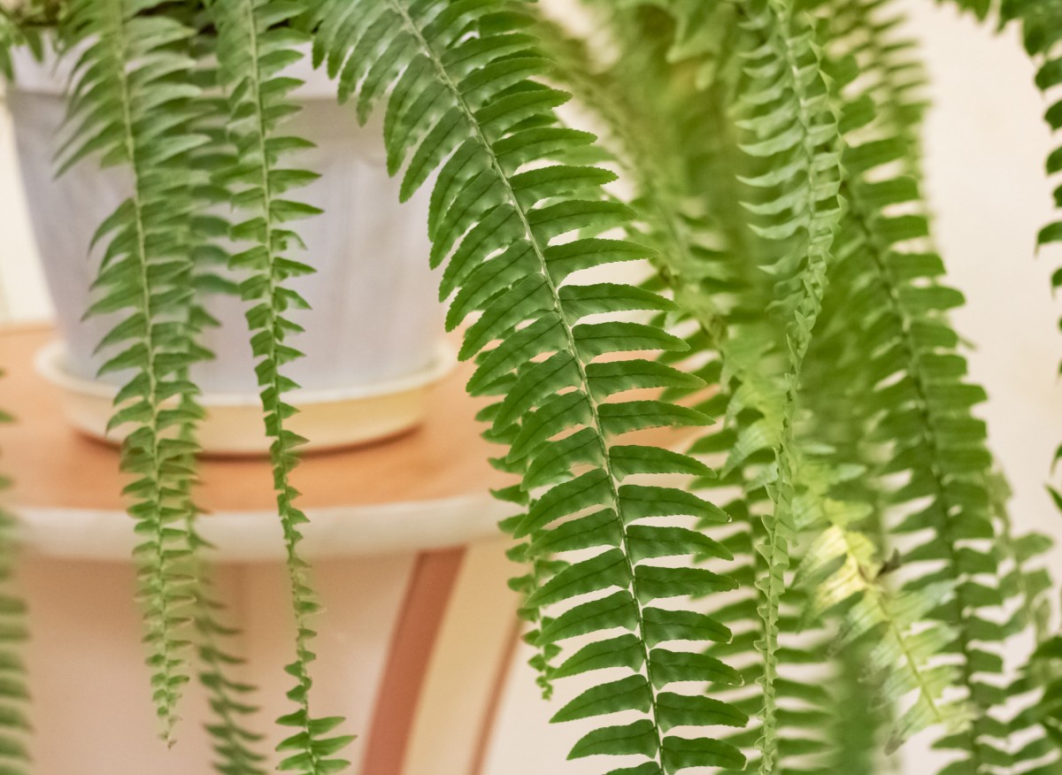 Položte jej do podnosu a bude na kapradinu působit lépe než hnojivo. Bude mít mnoho bujných listů