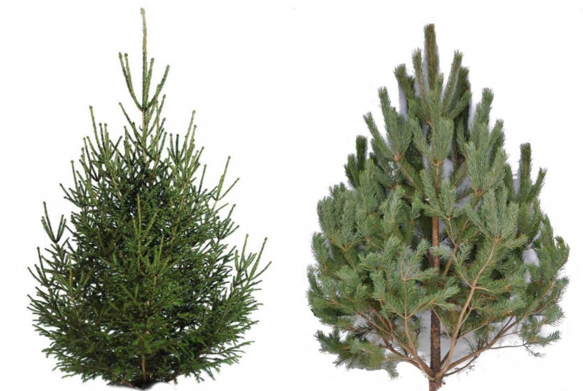 Toto je nejmódnější vánoční stromeček roku. Ne každému se bude líbit.