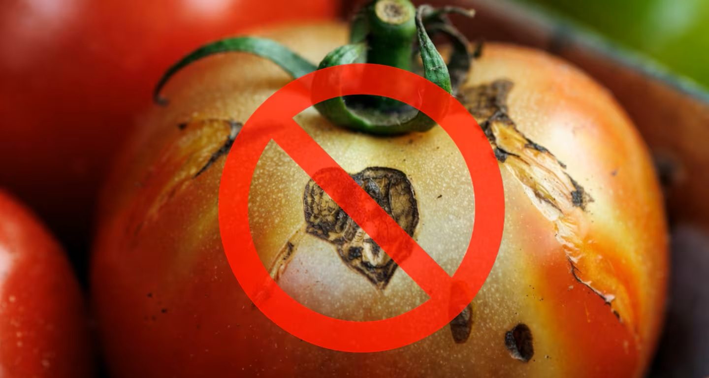 Pokud budete rajčata takto skladovat v kuchyni, zůstanou čerstvá až 30 dní a nezplesniví.