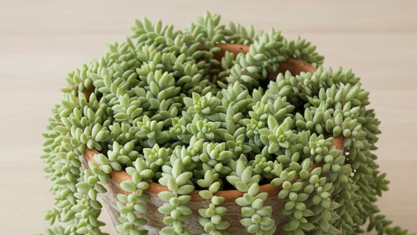 Zahradnický odborník: „Takto můžete rozmnožovat sukulenty“