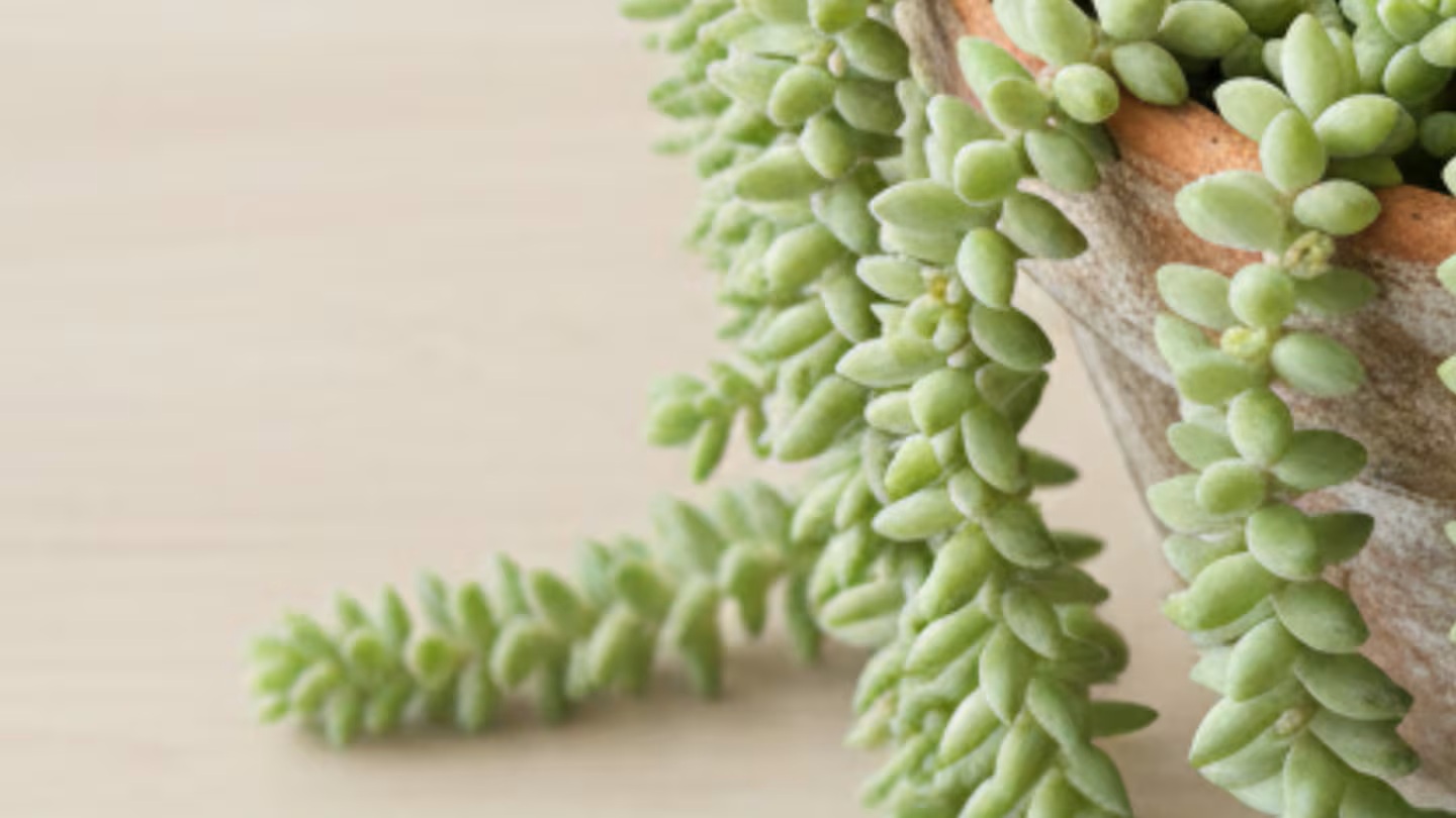 Zahradnický odborník: „Takto můžete rozmnožovat sukulenty“