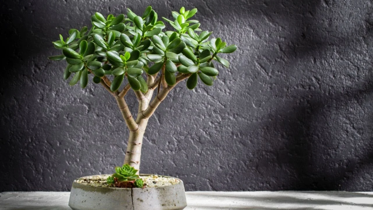 Umístěte nefritové stromky sem: na místo, které podle učení feng-šuej přitahuje bohatství a štěstí.