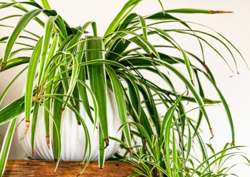 Péče o zelenou rostlinu v zimě – 5 důležitých úkolů. Vytvoří mnoho nových listů a na jaře dokonce zakvete