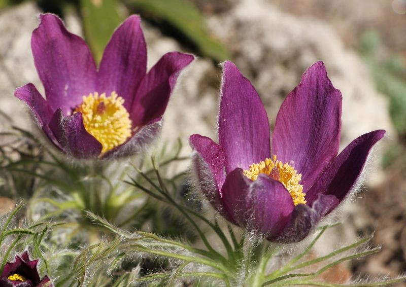 Do zahrady můžete vysadit mrazuvzdorné trvalky. Ty přežijí i tuhé mrazivé zimy.