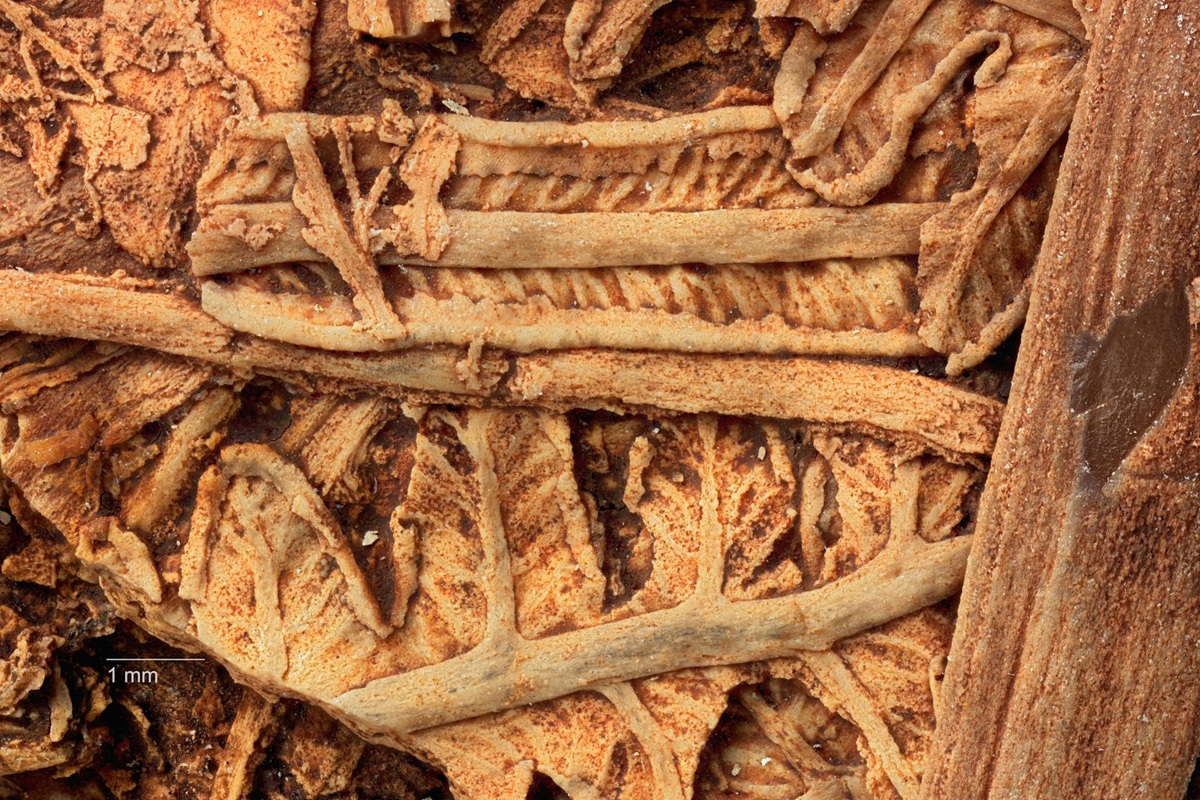 Konise objevil zkamenělé zbytky rostlin, jejichž stáří přesahuje 240 milionů let.