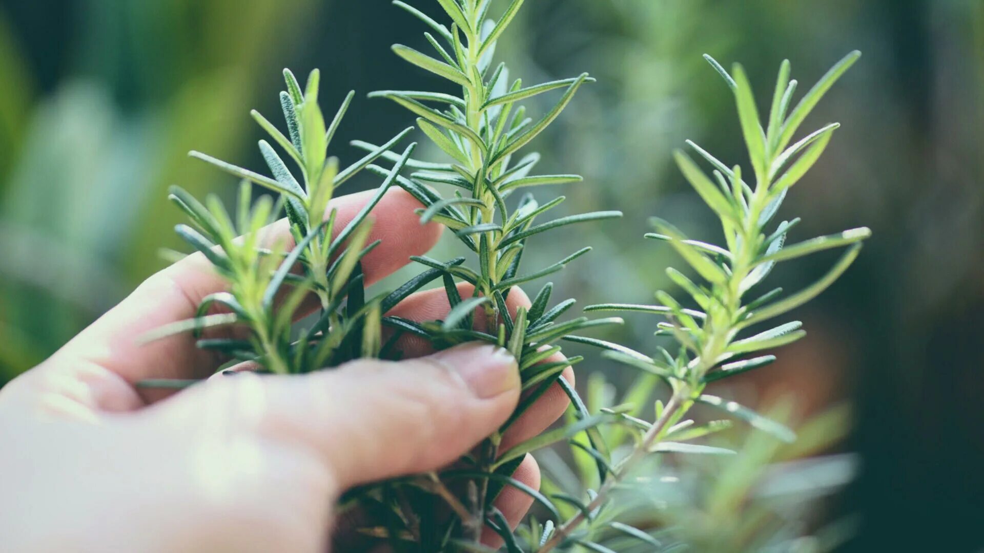 Jak používat jedlou sodu a rozmarýn na šedivé vlasy: k čemu to je dobré a proč se to doporučuje.