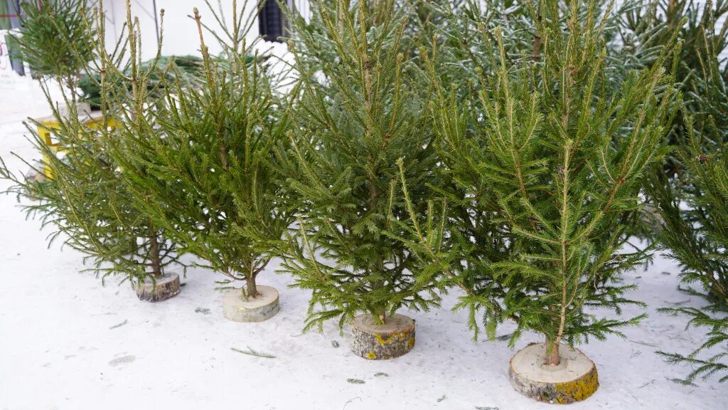 Toto je nejmódnější vánoční stromeček roku. Ne každému se bude líbit.