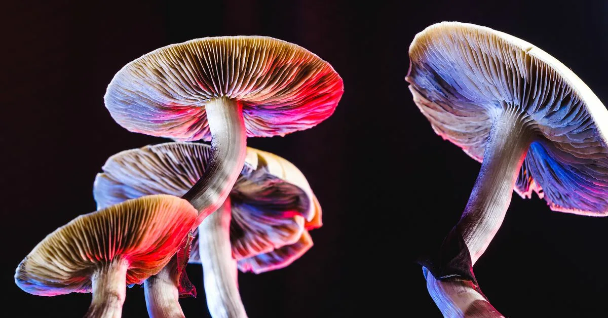 V Černobylu byl objeven život, který mutoval, aby přežil pod vlivem radiace.