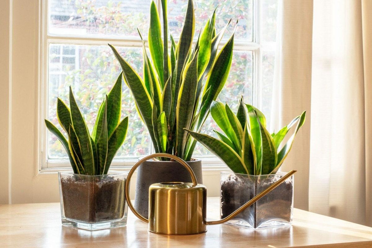 Tato rostlina, která nepotřebuje sluneční světlo, roste v květináči a naplní váš domov pozitivní energií.