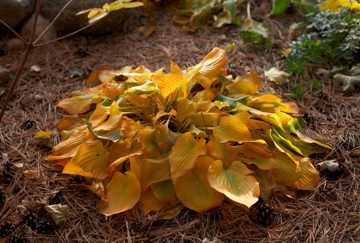 Nezapomeňte na hosty v prosinci. Potřebují je, aby na jaře ožili.