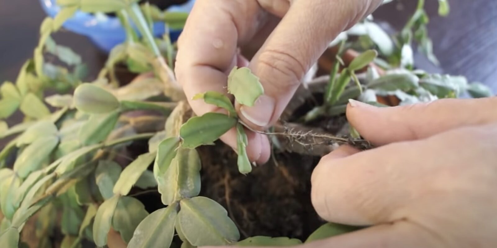 Jak a kdy přesadit vánoční kaktus, aby žil déle