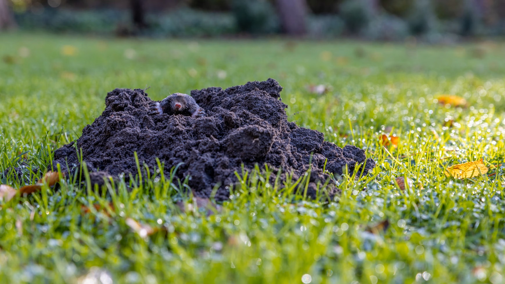 Máte doma krtky? Tento jednoduchý trik s kuchyňskou fólií je překvapivě účinný