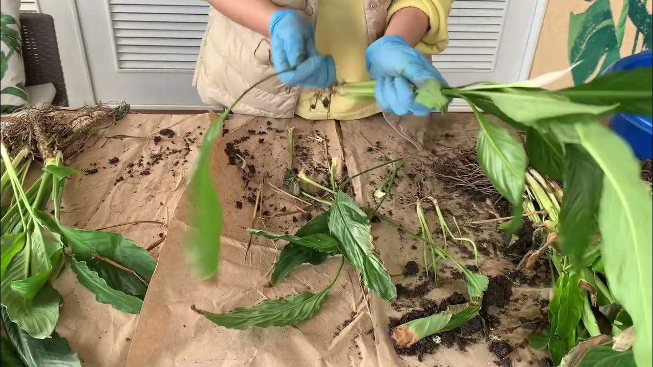 Jak přesadit spathiphyllum, aby kořeny byly zdravější a listy krásnější