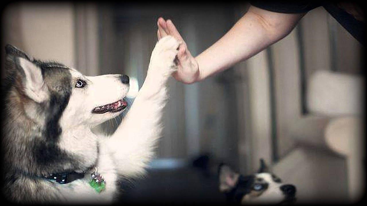 Co to znamená, když vám pes podá tlapku bez vaší žádosti, a proč je to pozitivní znamení?