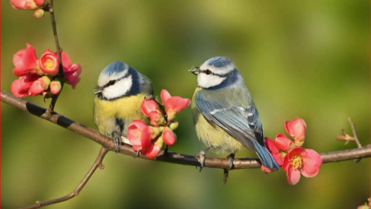 Málokdo ví, proč se doporučuje věšet víčka od plechovek v zahradě u domu.