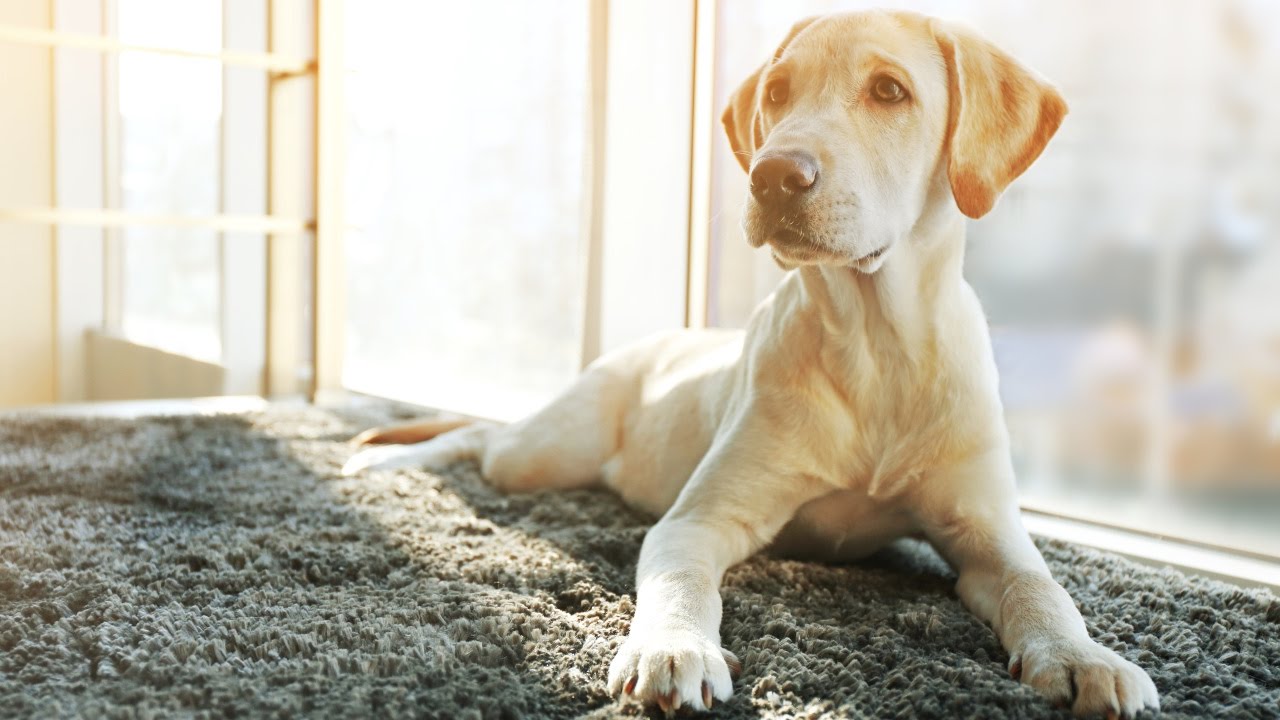 Zápach od psa? Tento domácí způsob okamžitě vrátí koberci svěžest