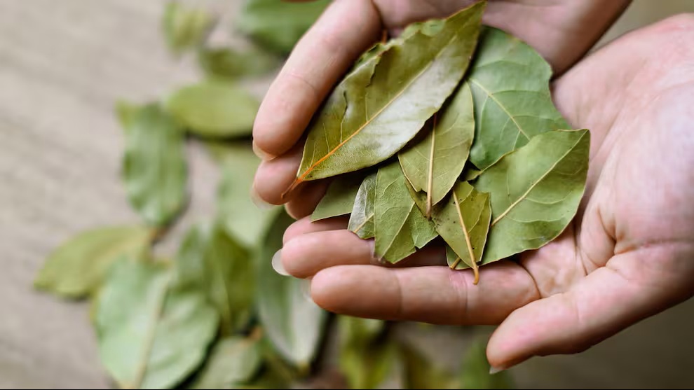 Směs octa a bobkového listu: proč se doporučuje a k čemu je dobrá