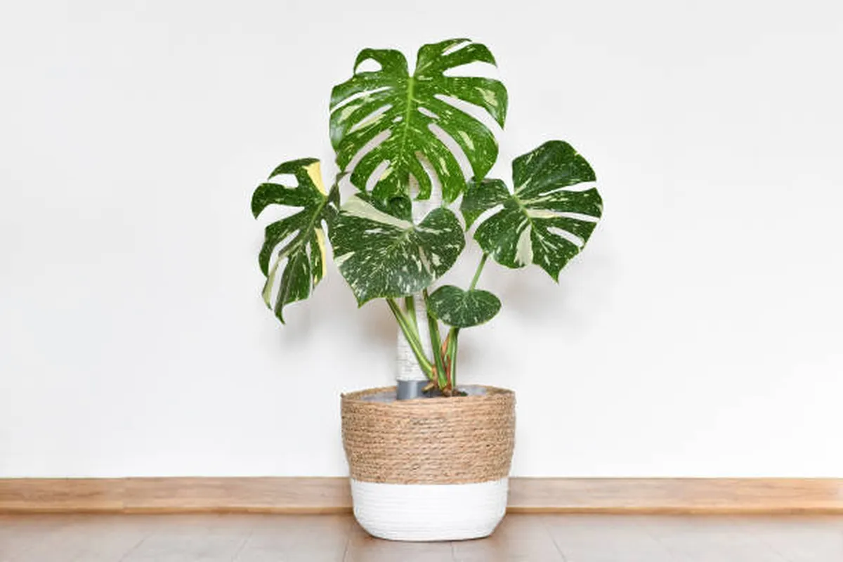 Jak často by se měla monstera nebo švýcarský sýr hnojit podle odborníků na zahradnictví?