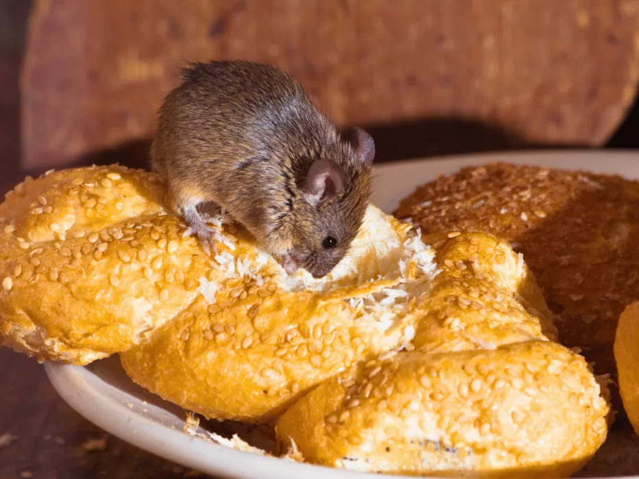 Jakmile myši ucítí tuto sváteční koření, okamžitě utečou k sousedům. Recept na úspěch