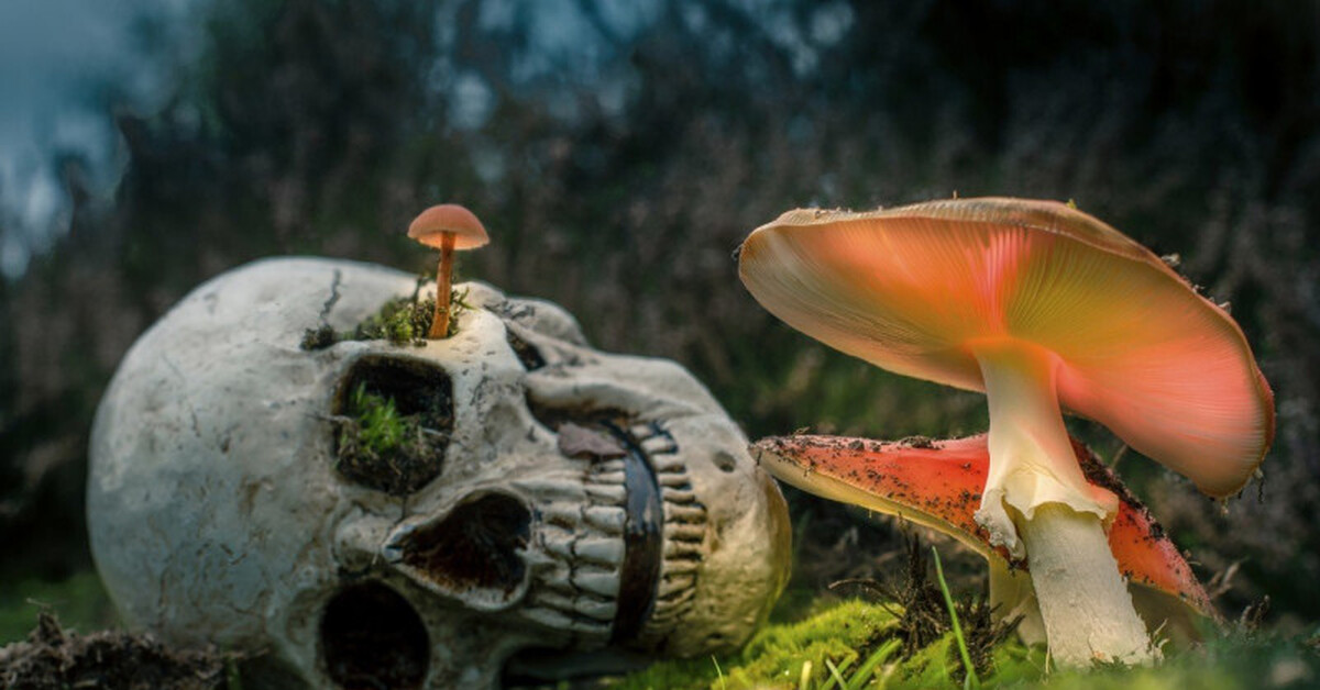 V Černobylu byl objeven život, který mutoval, aby přežil pod vlivem radiace.