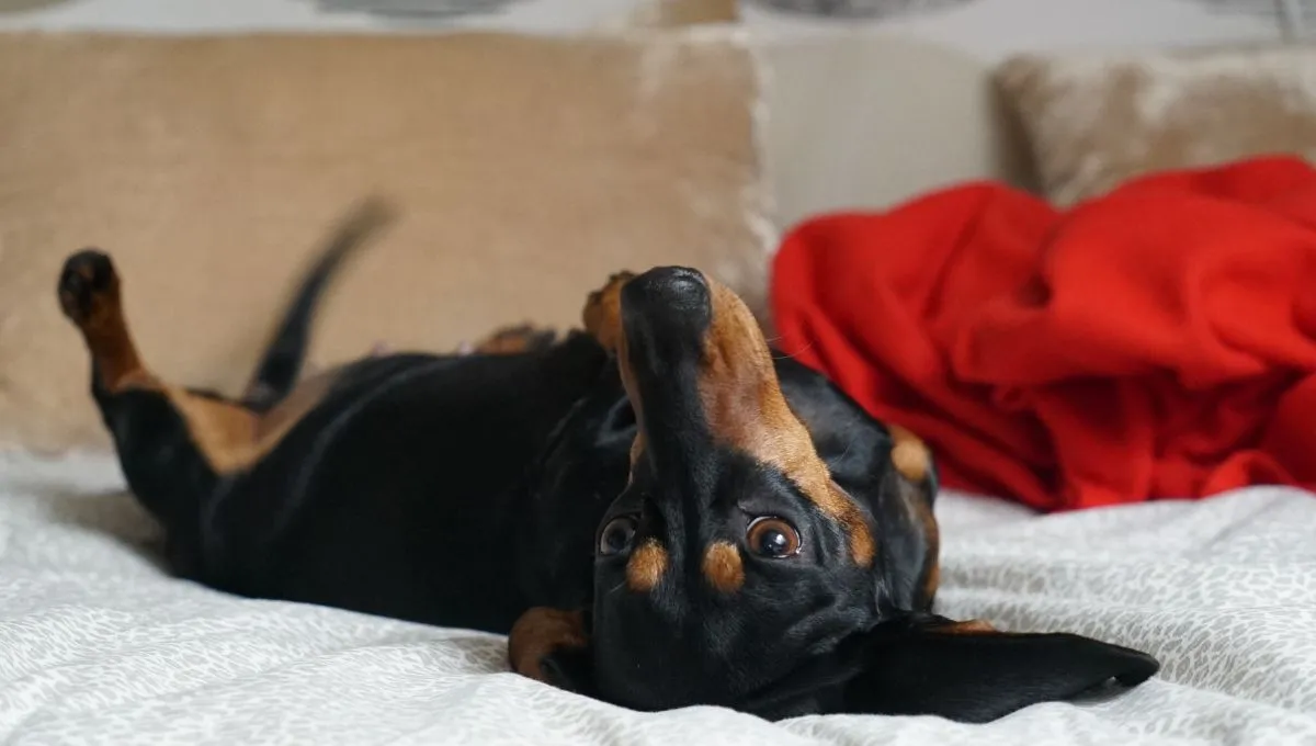 Jak se zbavit pachu psa v domě: tipy a doporučení