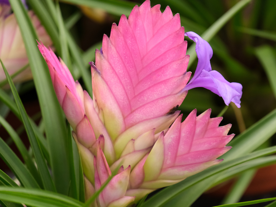 Tato rostlina, která připomíná bonbón, výborně absorbuje vlhkost. Okna se nezamlžují ani v zimě.