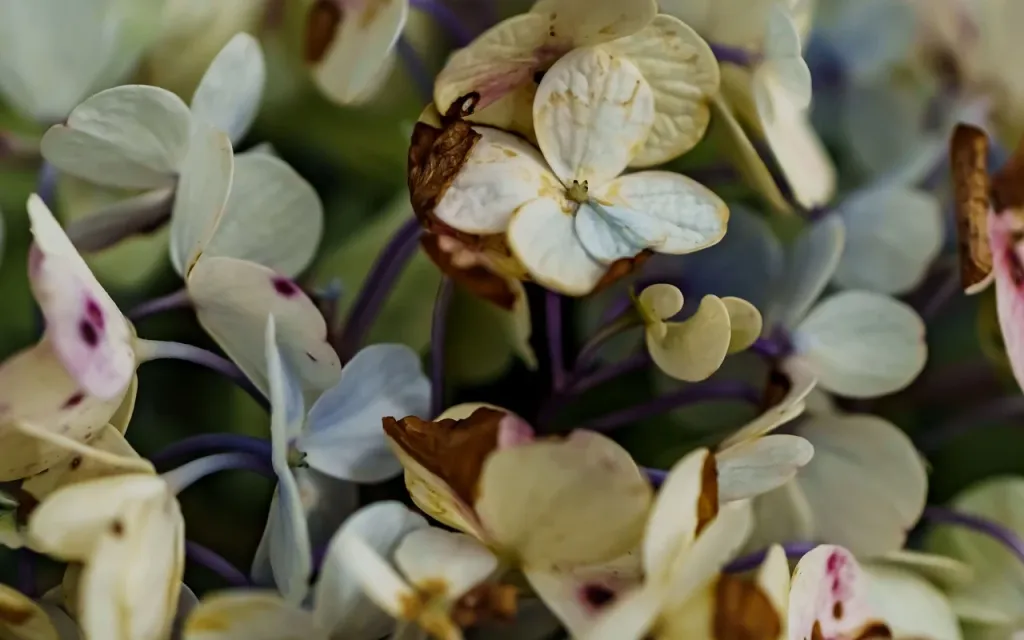 Stačí jedna šálek za měsíc – i suchý stonek rozkvete.