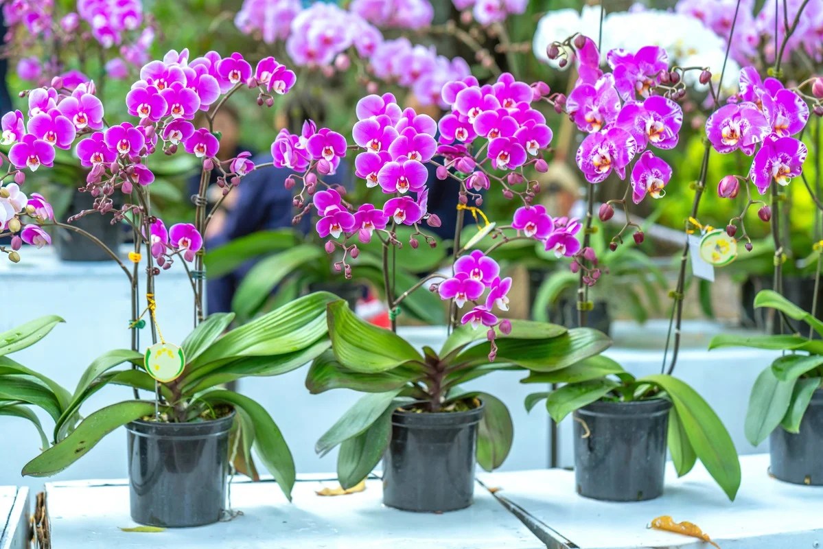 Stačí jedna šálek za měsíc – i suchý stonek rozkvete.