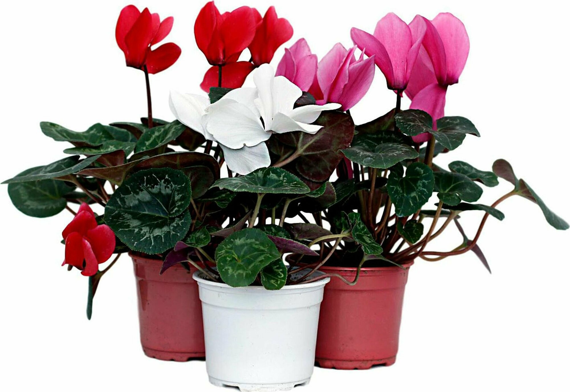 Lepší zimní dekorace nenajdete. Tato rostlina oživí váš interiér svými zářivými květy.