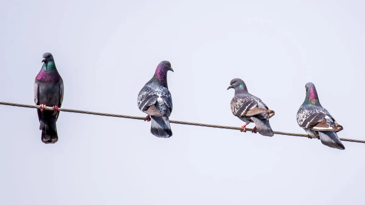 Proč ptáci nedostanou ránu proudem, když přistanou na elektrickém vedení?