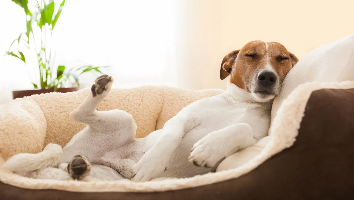 Jak se zbavit pachu psa v domě: tipy a doporučení