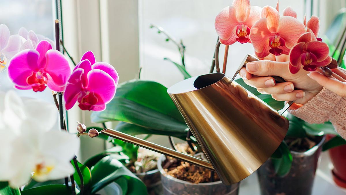 Orchidej nekvete? Potřete její listy tímto prostředkem a okamžitě se na ní objeví poupata.