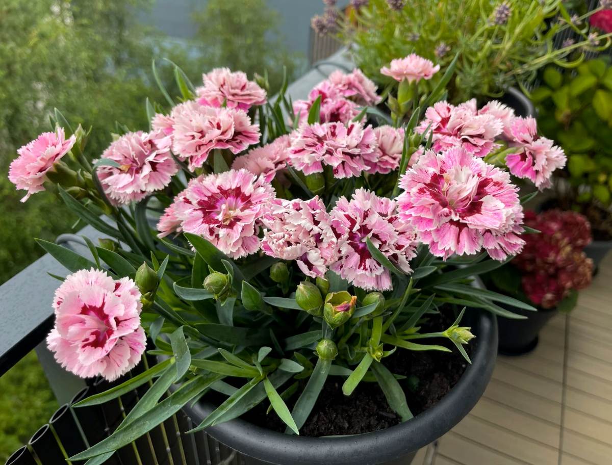 To není jasmín: rostlina, která dodá vašemu domovu přirozenou eleganci.