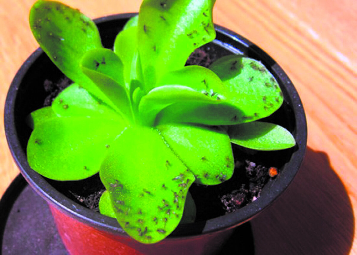 Takto můžete vyhnat otravného spolubydlícího ze své květinové zahrady: můžete se chránit před rašelinovou muškou ve svém domě