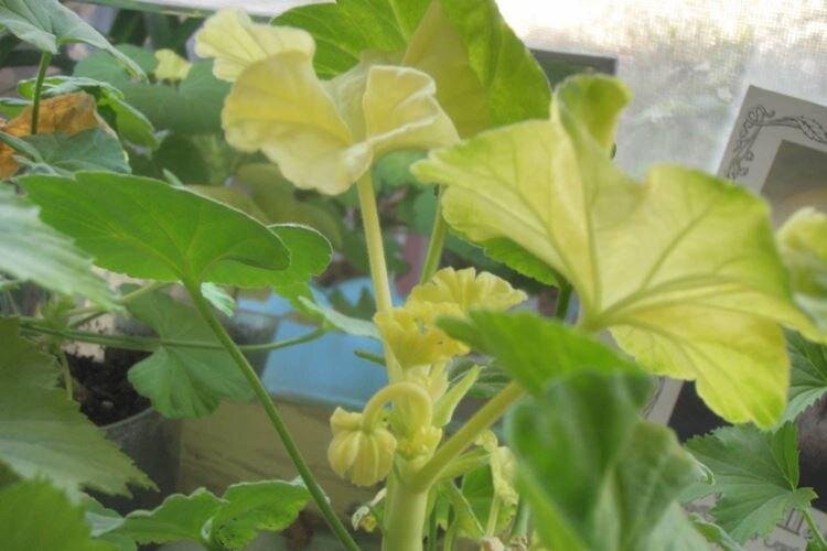 Vaše muškáty...Žloutnou a vysychají Příčina vás možná překvapí.