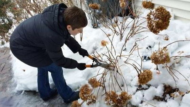 Poslední šance! Udělejte to dnes se svou hortenzií a na jaře se pokryje obrovskými květy.