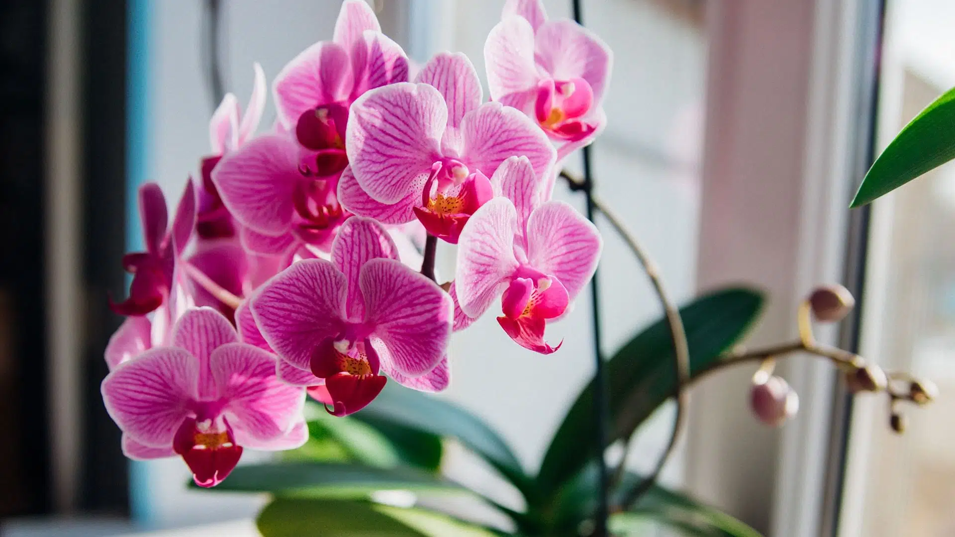 Švédská metoda kvetení orchidejí. Vydávají poupata dokonce i uprostřed zimy