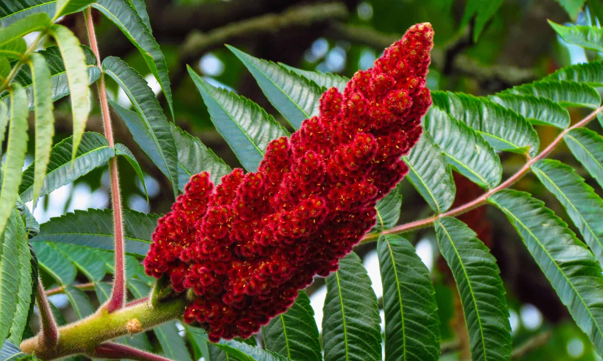 Turci milují tuto červenou koření, ale my se jí snažíme vyhýbat. Působí jako med na játra, pomáhá trávení a snižuje hladinu cukru v krvi.
