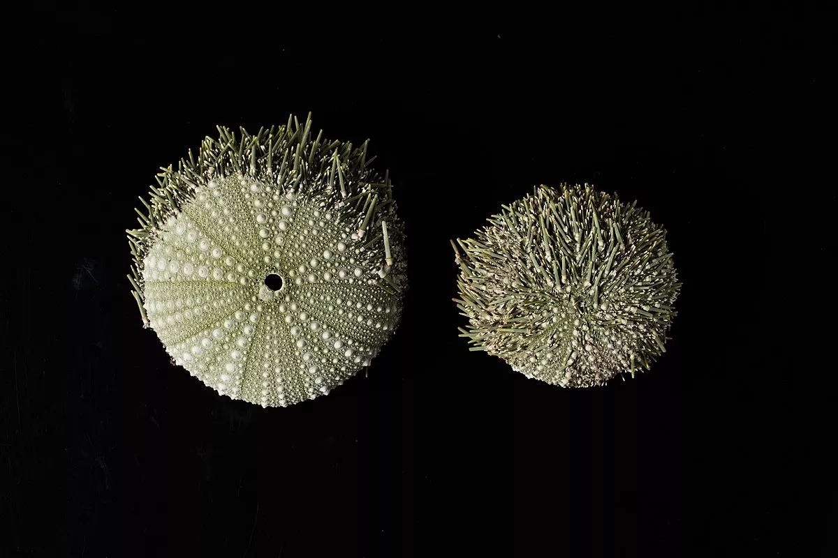 To, co vědci objevili v hlubinách oceánu, mění vše... včetně důsledků těžby nerostných surovin.