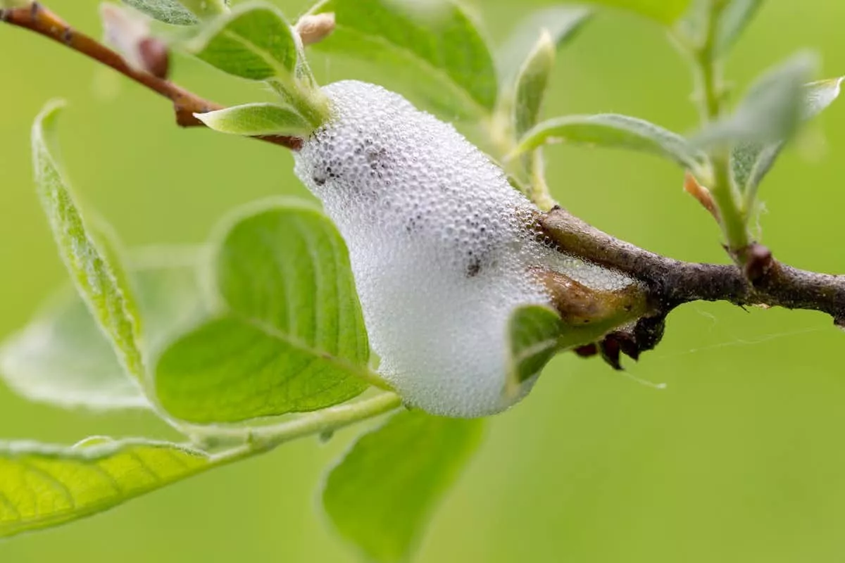 Co je to za podivnou bílou pěnu, která se objevuje na stále větším počtu rostlin?