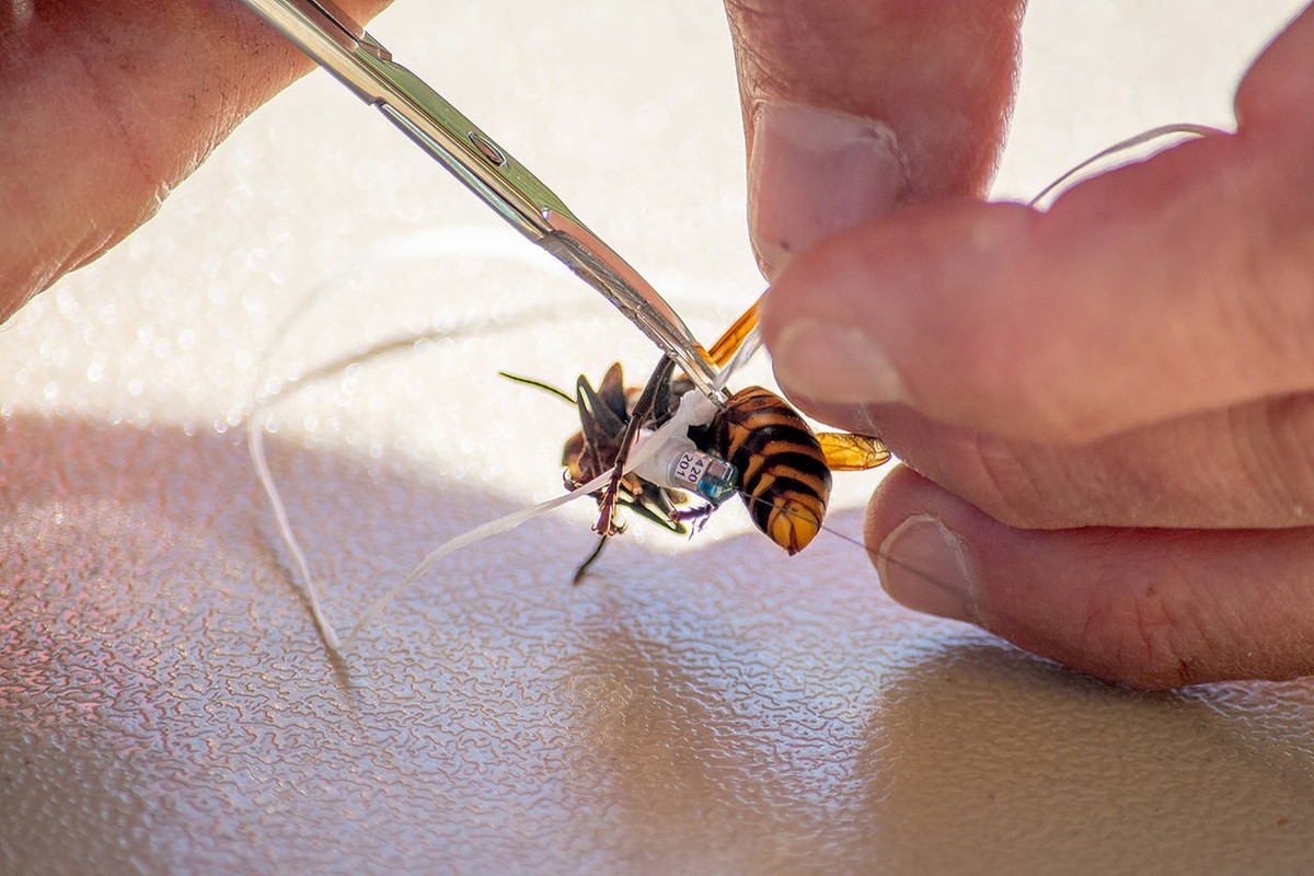 Asijský sršeň právě utrpěl první porážku od člověka a celý svět za to může poděkovat vynálezu bývalého inženýra společnosti Airbus.