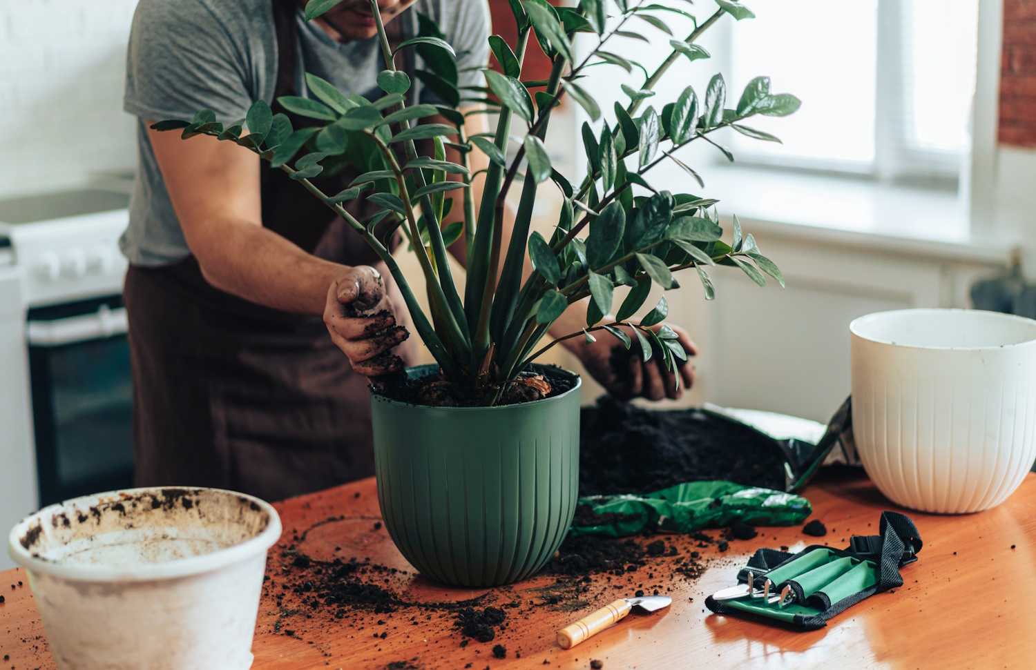 Takto můžete vyhnat otravného spolubydlícího ze své květinové zahrady: můžete se chránit před rašelinovou muškou ve svém domě