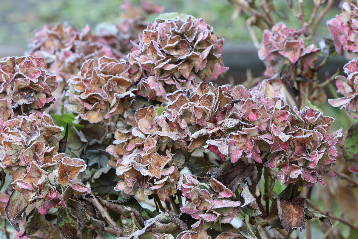 Jak se starat o hortenzie v zimě, aby příští léto krásně kvetly