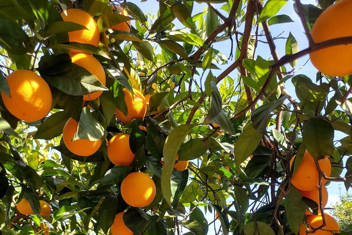 Špatné počasí způsobuje ztráty až 40 % citrusů v Algarve, varuje AlgarOrange