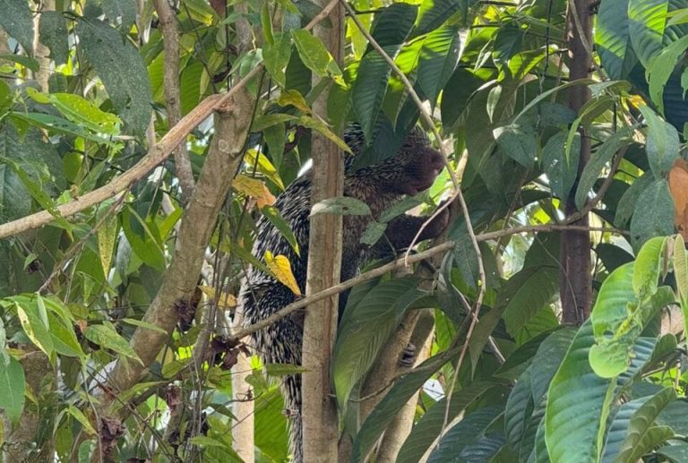 Hasiči odchytí dikobraza na dvorku rezidence ve vnitrozemí Acre
