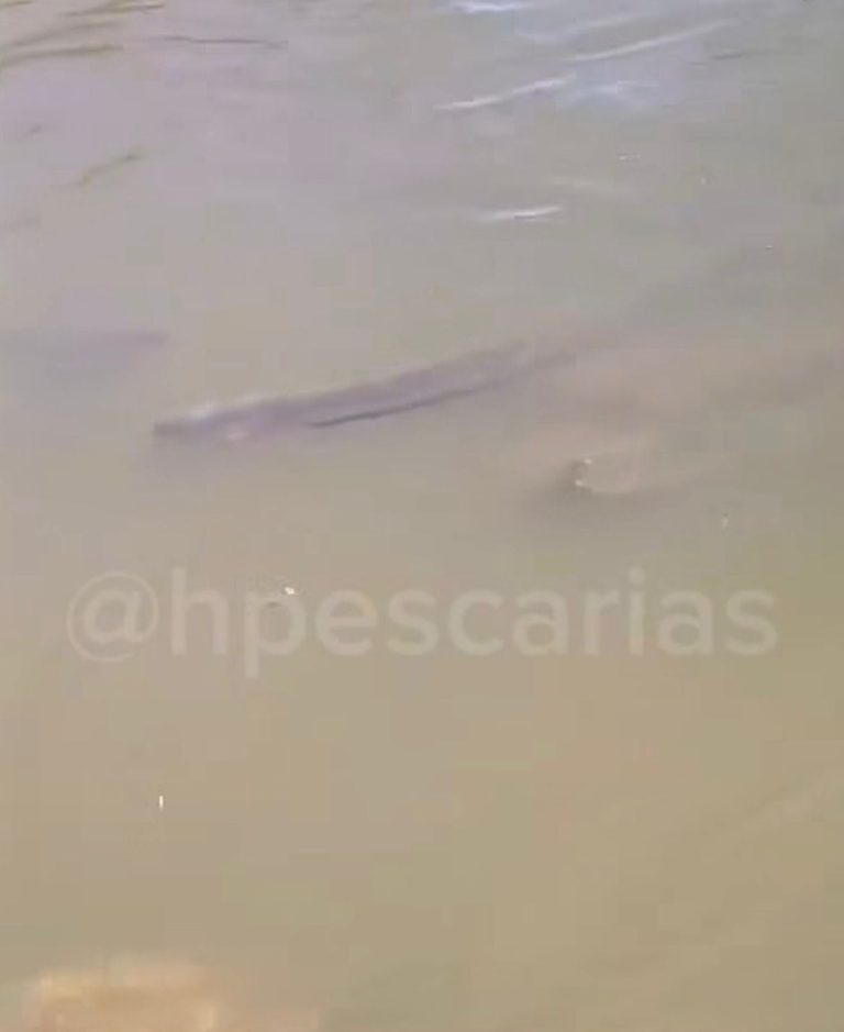 Homem grava vídeo com tom irônico às margens de rio no Pantanal, desiste do banho no frio e mostra local tomado por poraquês. Cena diverte a web.