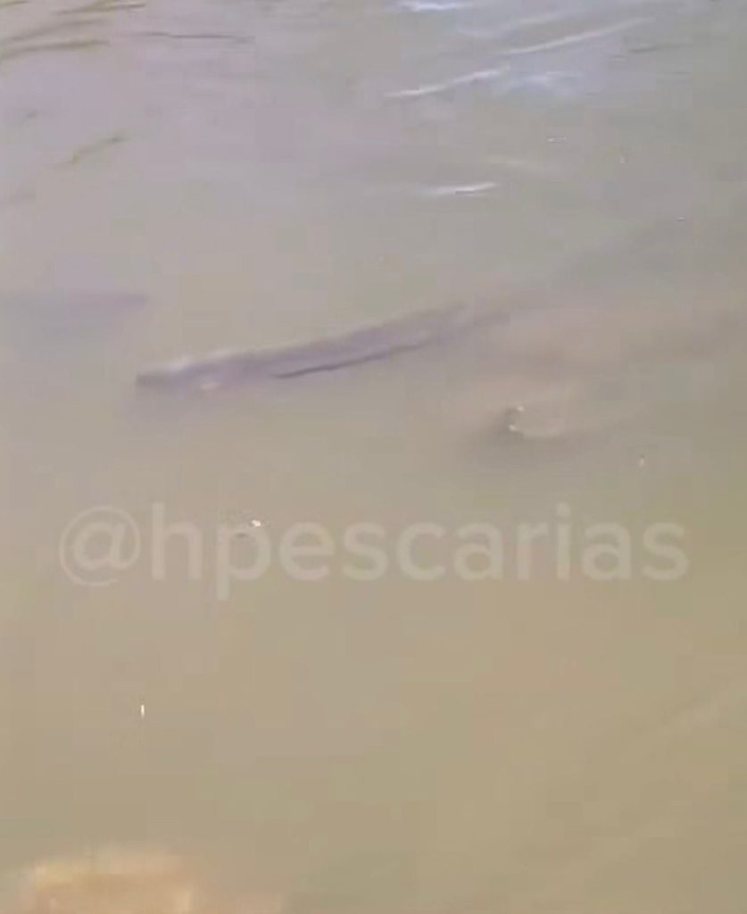 Homem grava vídeo com tom irônico às margens de rio no Pantanal, desiste do banho no frio e mostra local tomado por poraquês. Cena diverte a web.